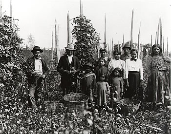 Hops Picking